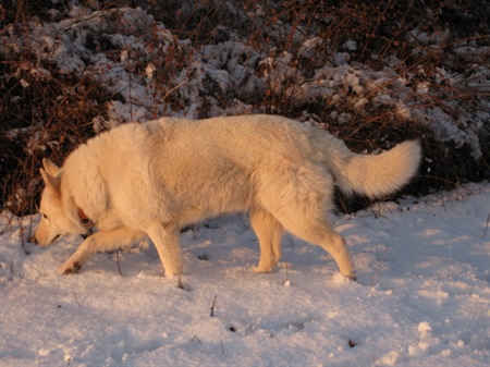 Ein Wolf im Haus