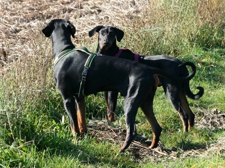Hundeimpfungen