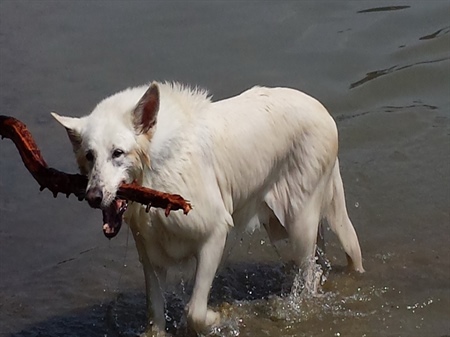 Der alte Hund