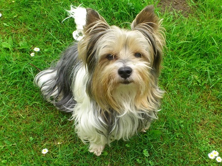 Der Yorkshire Terrier