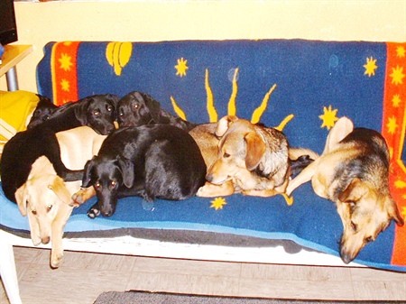 Hunde aus dem Süden
