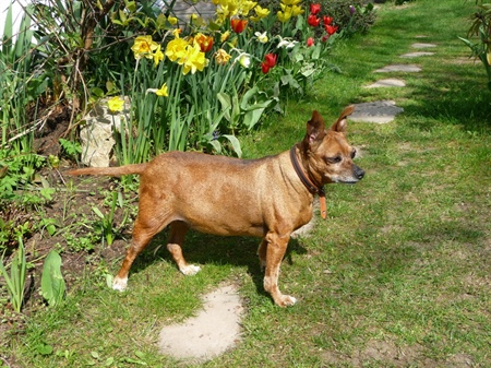 Cushing beim Hund