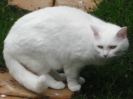 Physiologische Daten der Katze