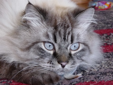 Katzenaugen