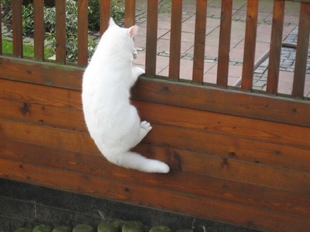 Katze in Nachbars Garten