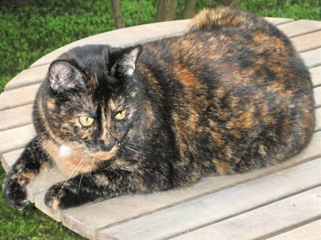 Katzenimpfungen