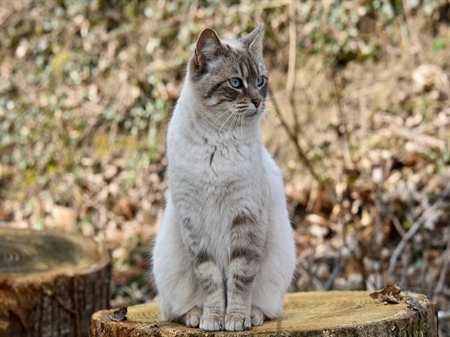 Warum eine Katze nicht hungern darf