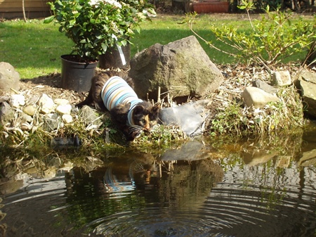 Cushing bei der Katze