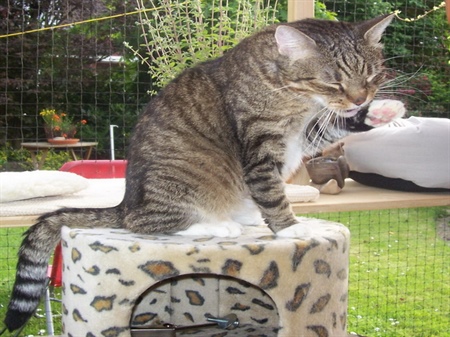Akromegalie bei der Katze