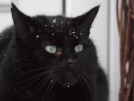 Diabetes bei Katzen