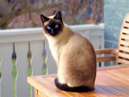 Harnwegsverstopfung bei Katzen
