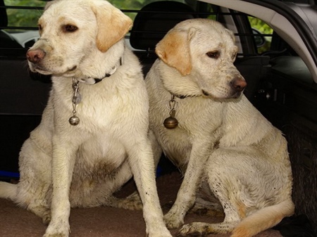Blindenführhunde und deren Ausbildung