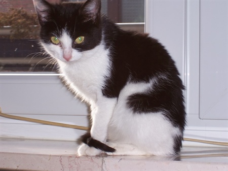 Das Erbe meiner Katze