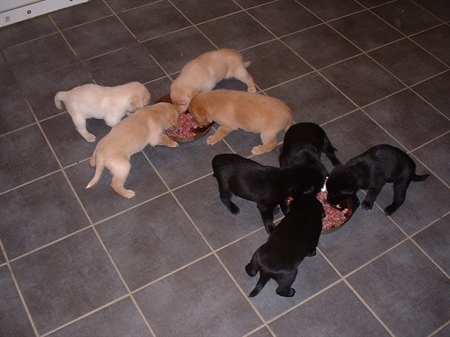 Hundeernährung und Gesundheit