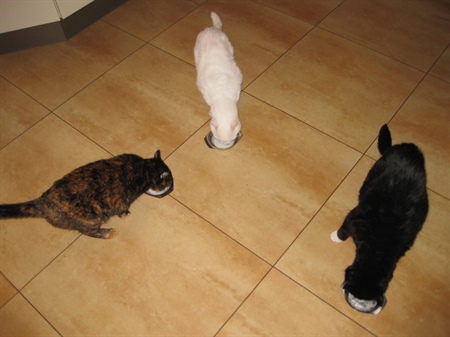 Neophobie bei der Katze