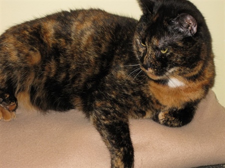 Goldmaus Minou