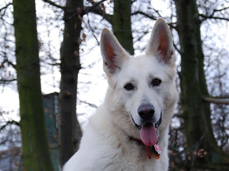 Weißer Schatten Laika